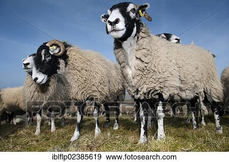Stock Photo - "Domestic Sheep, Swaledale, ewes, flock standing on moorland, Cumbria, England, United Kingdom, Europe". Fotosearch