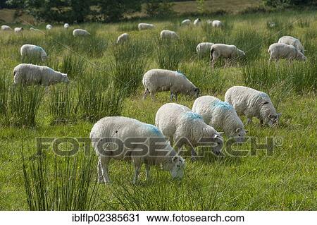 "Domestic Sheep, Texel cross lambs, flock grazing amongst rushes in pasture, Whitewell, Lancashire, England, United Kingdom, Europe" View Large Photo Image Stock Image - "Domestic Sheep, Texel cross lambs, flock grazing amongst rushes in pasture, Whitewell, Lancashire, England, United Kingdom, Europe". Fotosearch