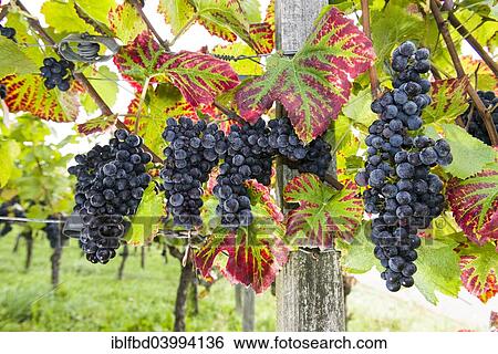 "Domina"""" grapes growing in the vineyard of the Juliusspital Wurzburg winery, Wurzburg, Bavaria, Germany, Europe" View Large Photo Image Stock Photograph - "Domina"""" grapes growing in the vineyard of the Juliusspital Wurzburg winery, Wurzburg, Bavaria, Germany, Europe". Fotosearch