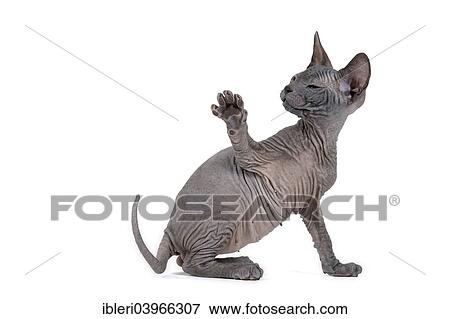 "Don Sphynx kitten, 8 weeks old, black, with a raised paw" View Large Photo Image Stock Photo - "Don Sphynx kitten, 8 weeks old, black, with a raised paw". Fotosearch