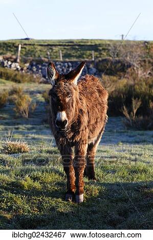 "Donkey, Aubrac, Lozere, Languedoc-Roussillon, France, Europe" View Large Photo Image Stock Photo - "Donkey, Aubrac, Lozere, Languedoc-Roussillon, France, Europe". Fotosearch