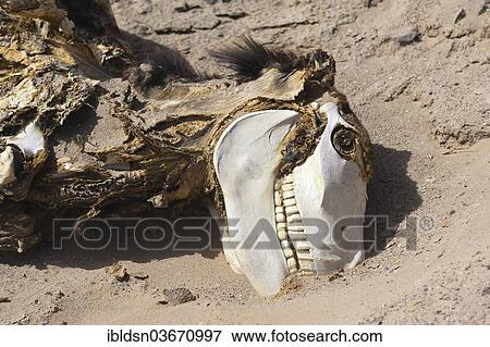 "Donkey carcass in the desert, Jujuy Province, Argentina, South America" View Large Photo Image Stock Photo - "Donkey carcass in the desert, Jujuy Province, Argentina, South America". Fotosearch