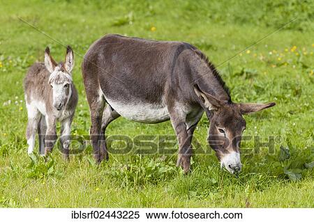 "Donkey (Equus asinus asinus), mare and foal, County Clare, Republic of Ireland, Europe" View Large Photo Image Stock Photography - "Donkey (Equus asinus asinus), mare and foal, County Clare, Republic of Ireland, Europe". Fotosearch