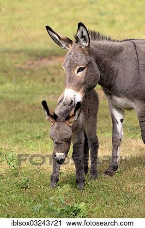 "Donkey (Equus asinus asinus), mare with a foal, Germany, Europe" View Large Photo Image Stock Image - "Donkey (Equus asinus asinus), mare with a foal, Germany, Europe". Fotosearch