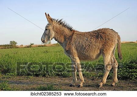 Stock Image - "Donkey (Equus asinus), Provence, Southern France, France, Europe". Fotosearch