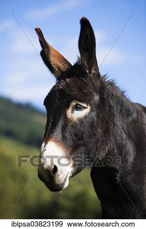 "Donkey, half-breed, portrait, North Tyrol, Austria, Europe" View Large Photo Image Stock Photo - "Donkey, half-breed, portrait, North Tyrol, Austria, Europe". Fotosearch