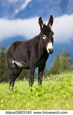 "Donkey, half-breed, standing on a meadow, North Tyrol, Austria, Europe" View Large Photo Image Stock Image - "Donkey, half-breed, standing on a meadow, North Tyrol, Austria, Europe". Fotosearch