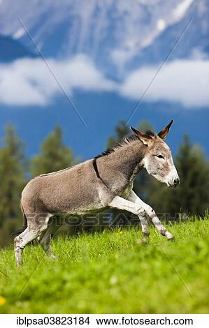 "Donkey, half-breed, yearling galloping across a meadow, North Tyrol, Austria, Europe" View Large Photo Image Picture - "Donkey, half-breed, yearling galloping across a meadow, North Tyrol, Austria, Europe". Fotosearch
