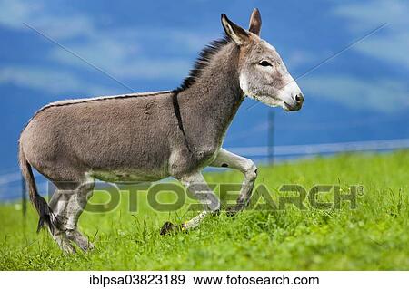 "Donkey, half-breed, yearling galloping across a meadow, North Tyrol, Austria, Europe" View Large Photo Image Stock Photo - "Donkey, half-breed, yearling galloping across a meadow, North Tyrol, Austria, Europe". Fotosearch