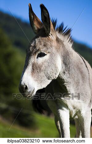 Stock Image - "Donkey, half-breed, yearling, North Tyrol, Austria, Europe". Fotosearch