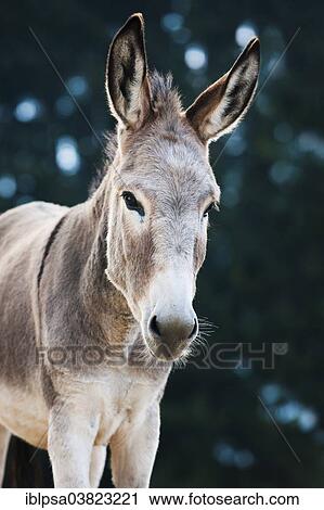 "Donkey, half-breed, yearling, North Tyrol, Austria, Europe" View Large Photo Image Stock Image - "Donkey, half-breed, yearling, North Tyrol, Austria, Europe". Fotosearch
