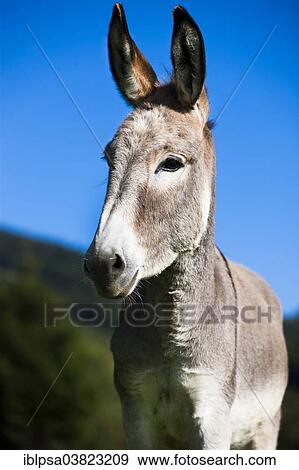 "Donkey, half-breed, yearling, North Tyrol, Austria, Europe" View Large Photo Image Stock Photo - "Donkey, half-breed, yearling, North Tyrol, Austria, Europe". Fotosearch