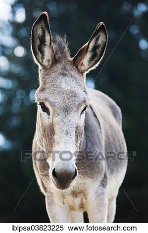"Donkey, half-breed, yearling, North Tyrol, Austria, Europe" View Large Photo Image Stock Photography - "Donkey, half-breed, yearling, North Tyrol, Austria, Europe". Fotosearch