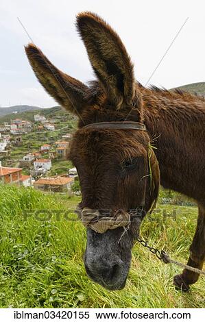 "Donkey, Hasseki, Karaburun Peninsula, Cesme Peninsula, Izmir Province, Aegean Region, Turkey, Asia" View Large Photo Image Stock Photography - "Donkey, Hasseki, Karaburun Peninsula, Cesme Peninsula, Izmir Province, Aegean Region, Turkey, Asia". Fotosearch