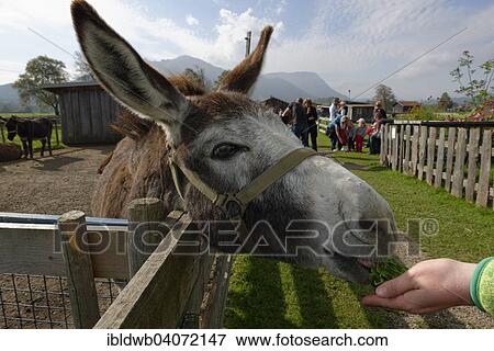 "Donkey in Burgberger Tierparadies zoo, Burgberg, Oberallgau, Swabia, Bavaria, Germany, Europe" View Large Photo Image Stock Photo - "Donkey in Burgberger Tierparadies zoo, Burgberg, Oberallgau, Swabia, Bavaria, Germany, Europe". Fotosearch