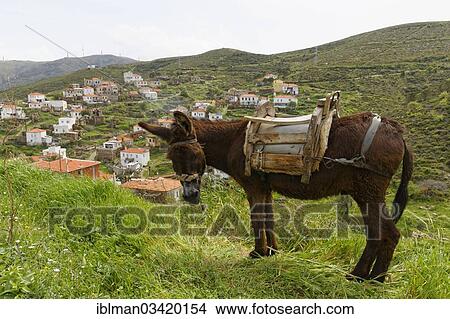 "Donkey in the village of Hasseki, Hasseki, Karaburun Peninsula, Cesme Peninsula, Izmir Province, Aegean Region, Turkey, Asia" View Large Photo Image Picture - "Donkey in the village of Hasseki, Hasseki, Karaburun Peninsula, Cesme Peninsula, Izmir Province, Aegean Region, Turkey, Asia". Fotosearch