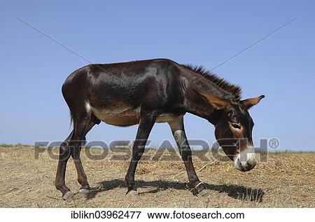 Stock Photo - "Donkey tied to a rope, Tigaki, Kos, Greece, Europe". Fotosearch