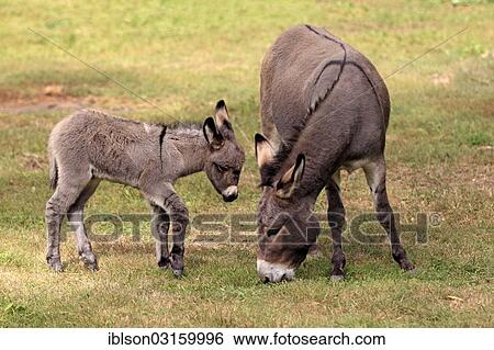 "Donkeys (Equus asinus asinus), mother and foal, grazing, captive, Hanau, Hesse, Germany, Europe" View Large Photo Image Stock Photograph - "Donkeys (Equus asinus asinus), mother and foal, grazing, captive, Hanau, Hesse, Germany, Europe". Fotosearch