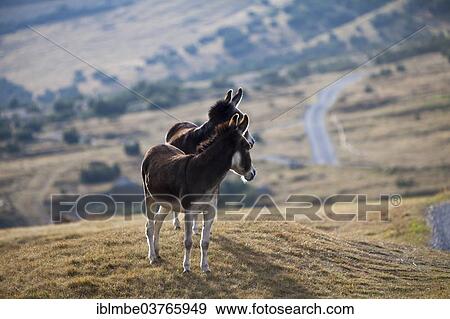 "Donkeys (Equus asinus asinus) on a mountain pasture in the valley Val Federia, Sondrio province, Lombardy, Italy, Europe" View Large Photo Image Stock Photo - "Donkeys (Equus asinus asinus) on a mountain pasture in the valley Val Federia, Sondrio province, Lombardy, Italy, Europe". Fotosearch