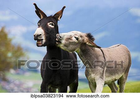 "Donkeys, half-breeds, playing together, North Tyrol, Austria, Europe" View Large Photo Image Picture - "Donkeys, half-breeds, playing together, North Tyrol, Austria, Europe". Fotosearch