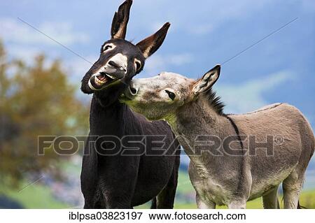 "Donkeys, half-breeds, playing together, North Tyrol, Austria, Europe" View Large Photo Image Stock Photo - "Donkeys, half-breeds, playing together, North Tyrol, Austria, Europe". Fotosearch