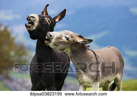 "Donkeys, half-breeds, playing together, North Tyrol, Austria, Europe" View Large Photo Image Stock Photography - "Donkeys, half-breeds, playing together, North Tyrol, Austria, Europe". Fotosearch