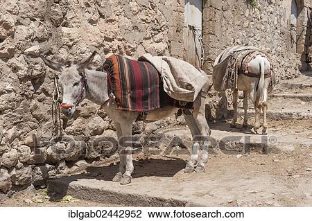 "Donkeys, Mardin market, Anatolia, Eastern Turkey" View Large Photo Image Stock Image - "Donkeys, Mardin market, Anatolia, Eastern Turkey". Fotosearch