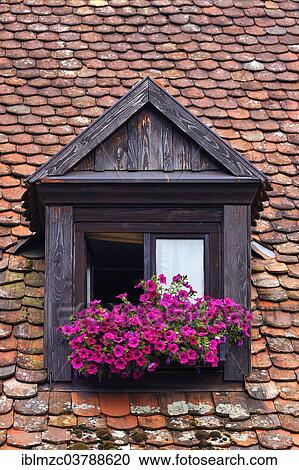"Dormer with flowering geraniums (Pelargonium Zonal hybrids), Rothenburg ob der Tauber, Middle Franconia, Bavaria, Germany, Europe" View Large Photo Image Stock Image - "Dormer with flowering geraniums (Pelargonium Zonal hybrids), Rothenburg ob der Tauber, Middle Franconia, Bavaria, Germany, Europe". Fotosearch