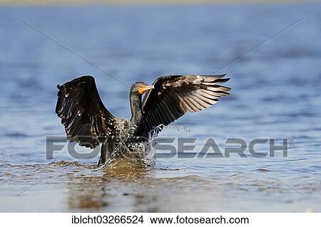 "Double-crested Cormorant (Phalacrocorax auritus) landing in the water, Everglades National Park, Everglades Nationalpark, Florida, United States, North America" View Large Photo Image Picture - "Double-crested Cormorant (Phalacrocorax auritus) landing in the water, Everglades National Park, Everglades Nationalpark, Florida, United States, North America". Fotosearch