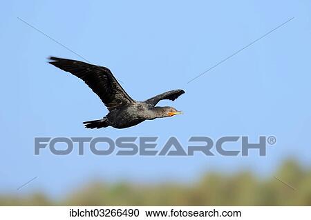Stock Image - "Double-crested Cormorant (Phalacrocorax auritus), in flight, Everglades National Park, Everglades Nationalpark, Florida, United States, North America". Fotosearch
