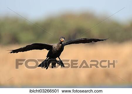 Stock Image - "Double-crested Cormorant (Phalacrocorax auritus), in flight, Everglades National Park, Everglades Nationalpark, Florida, United States, North America". Fotosearch