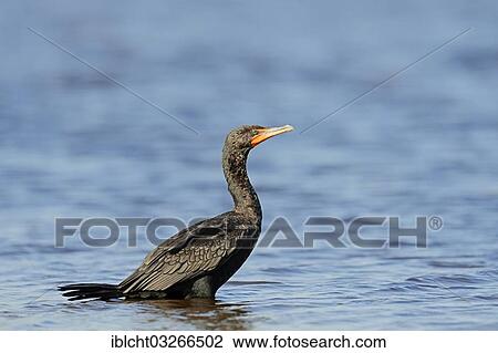 "Double-crested Cormorant (Phalacrocorax auritus) standing in water, Everglades National Park, Everglades Nationalpark, Florida, United States, North America" View Large Photo Image Stock Image - "Double-crested Cormorant (Phalacrocorax auritus) standing in water, Everglades National Park, Everglades Nationalpark, Florida, United States, North America". Fotosearch