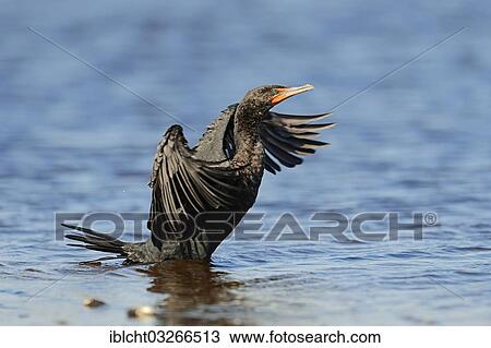 Stock Image - "Double-crested Cormorant (Phalacrocorax auritus), flapping its wings, Everglades National Park, Everglades Nationalpark, Florida, United States, North America". Fotosearch