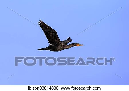 "Double-crested Cormorant (Phalacrocorax auritus), flying, Wakodahatchee Wetlands, Delray Beach, Florida, United States, North America" View Large Photo Image Stock Image - "Double-crested Cormorant (Phalacrocorax auritus), flying, Wakodahatchee Wetlands, Delray Beach, Florida, United States, North America". Fotosearch