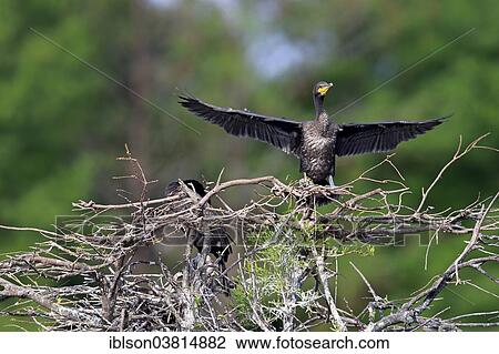 "Double-crested Cormorant (Phalacrocorax auritus), drying feathers, spreading wings, Wakodahatchee Wetlands, Delray Beach, Florida, United States, North America" View Large Photo Image Stock Image - "Double-crested Cormorant (Phalacrocorax auritus), drying feathers, spreading wings, Wakodahatchee Wetlands, Delray Beach, Florida, United States, North America". Fotosearch