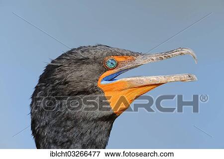 "Double-crested Cormorant (Phalacrocorax auritus), portrait, Everglades National Park, Florida, United States, North America" View Large Photo Image Stock Photo - "Double-crested Cormorant (Phalacrocorax auritus), portrait, Everglades National Park, Florida, United States, North America". Fotosearch