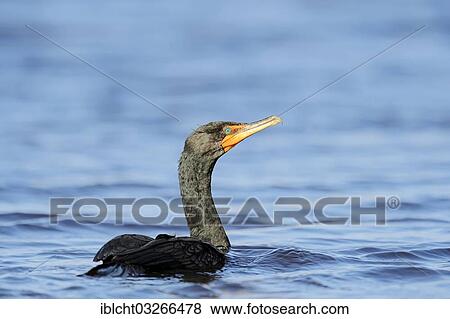 "Double-crested Cormorant (Phalacrocorax auritus), Everglades National Park, Everglades Nationalpark, Florida, United States, North America" View Large Photo Image Stock Photo - "Double-crested Cormorant (Phalacrocorax auritus), Everglades National Park, Everglades Nationalpark, Florida, United States, North America". Fotosearch