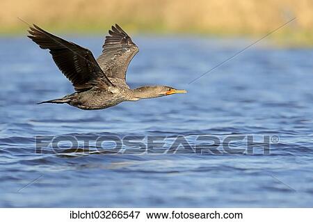 "Double-crested Cormorant (Phalacrocorax auritus), immature, in flight, Everglades National Park, Everglades Nationalpark, Florida, United States, North America" View Large Photo Image Stock Photo - "Double-crested Cormorant (Phalacrocorax auritus), immature, in flight, Everglades National Park, Everglades Nationalpark, Florida, United States, North America". Fotosearch