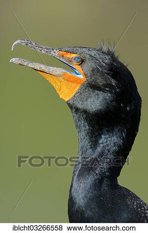 "Double-crested Cormorant (Phalacrocorax auritus), portrait, Everglades National Park, Everglades Nationalpark, Florida, United States, North America" View Large Photo Image Stock Photo - "Double-crested Cormorant (Phalacrocorax auritus), portrait, Everglades National Park, Everglades Nationalpark, Florida, United States, North America". Fotosearch