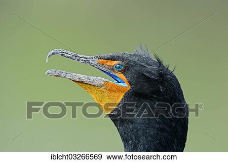 "Double-crested Cormorant (Phalacrocorax auritus), portrait, Everglades National Park, Everglades Nationalpark, Florida, United States, North America" View Large Photo Image Stock Photo - "Double-crested Cormorant (Phalacrocorax auritus), portrait, Everglades National Park, Everglades Nationalpark, Florida, United States, North America". Fotosearch