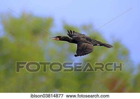 "Double-crested Cormorant (Phalacrocorax auritus), flying, Wakodahatchee Wetlands, Delray Beach, Florida, United States, North America" View Large Photo Image Stock Photo - "Double-crested Cormorant (Phalacrocorax auritus), flying, Wakodahatchee Wetlands, Delray Beach, Florida, United States, North America". Fotosearch