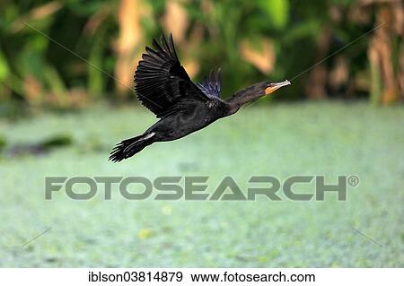 "Double-crested Cormorant (Phalacrocorax auritus), flying, Wakodahatchee Wetlands, Delray Beach, Florida, United States, North America" View Large Photo Image Stock Photo - "Double-crested Cormorant (Phalacrocorax auritus), flying, Wakodahatchee Wetlands, Delray Beach, Florida, United States, North America". Fotosearch