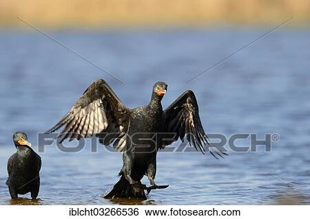 "Double-crested Cormorant (Phalacrocorax auritus) landing in the water, Everglades National Park, Everglades Nationalpark, Florida, United States, North America" View Large Photo Image Stock Photograph - "Double-crested Cormorant (Phalacrocorax auritus) landing in the water, Everglades National Park, Everglades Nationalpark, Florida, United States, North America". Fotosearch