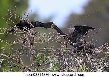 "Double-crested Cormorant (Phalacrocorax auritus) feeding young, Wakodahatchee Wetlands, Delray Beach, Florida, United States, North America" View Large Photo Image Stock Photograph - "Double-crested Cormorant (Phalacrocorax auritus) feeding young, Wakodahatchee Wetlands, Delray Beach, Florida, United States, North America". Fotosearch