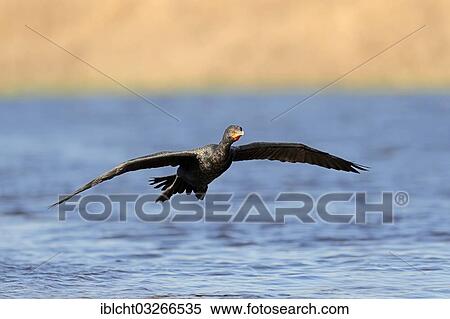 "Double-crested Cormorant (Phalacrocorax auritus), in flight, Everglades National Park, Everglades Nationalpark, Florida, United States, North America" View Large Photo Image Stock Photography - "Double-crested Cormorant (Phalacrocorax auritus), in flight, Everglades National Park, Everglades Nationalpark, Florida, United States, North America". Fotosearch