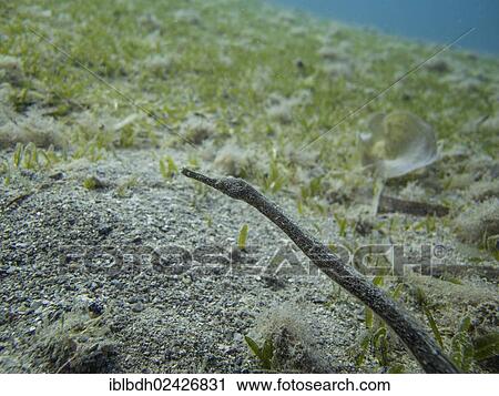 "Double-ended Pipefish (Trachyrhamphus bicoarctatus), Mangrove Bay, Red Sea, Egypt, Africa" View Large Photo Image Stock Image - "Double-ended Pipefish (Trachyrhamphus bicoarctatus), Mangrove Bay, Red Sea, Egypt, Africa". Fotosearch