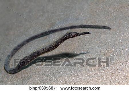 "Double-ended pipefish (Trachyrhamphus bicoarctatus), sandy ground, Red Sea, Makadi Bay, Hurghada, Egypt, Africa" View Large Photo Image Stock Image - "Double-ended pipefish (Trachyrhamphus bicoarctatus), sandy ground, Red Sea, Makadi Bay, Hurghada, Egypt, Africa". Fotosearch