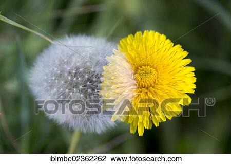 "Double exposure, Dandelion (Taraxacum) clock and flower" View Large Photo Image Stock Image - "Double exposure, Dandelion (Taraxacum) clock and flower". Fotosearch