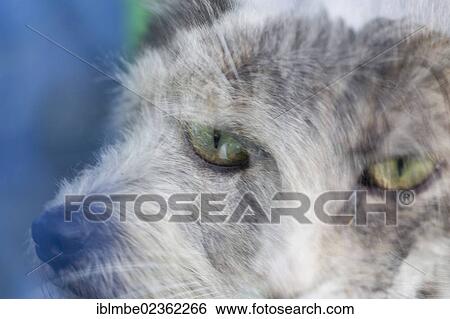 "Double exposure, dog and cat" View Large Photo Image Stock Photograph - "Double exposure, dog and cat". Fotosearch