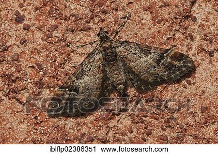 "Double-striped Pug (Gymnoscelis rufifasciata), adult, newly emerged and waiting for wings to dry, resting on wall, Belvedere, Bexley, Kent, England, United Kingdom, Europe" View Large Photo Image Stock Image - "Double-striped Pug (Gymnoscelis rufifasciata), adult, newly emerged and waiting for wings to dry, resting on wall, Belvedere, Bexley, Kent, England, United Kingdom, Europe". Fotosearch